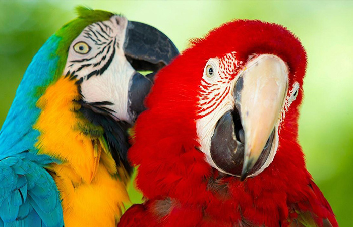 Длина попугая ара достигает почти одного метра/ фото: pinterest.com