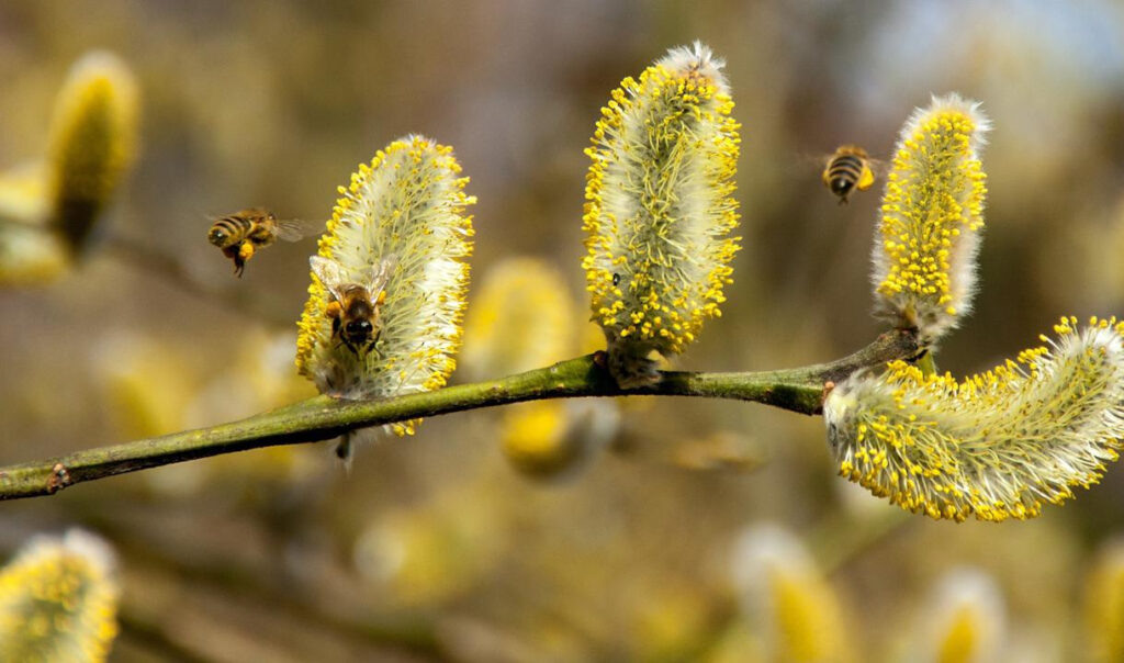 Пчёлы на иве.(из открытого доступа)