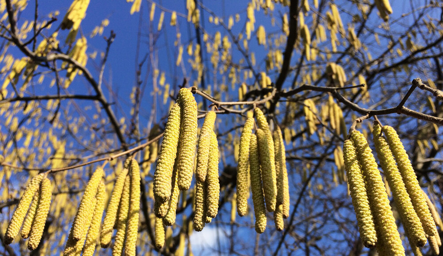 Орешник.(из открытого доступа)