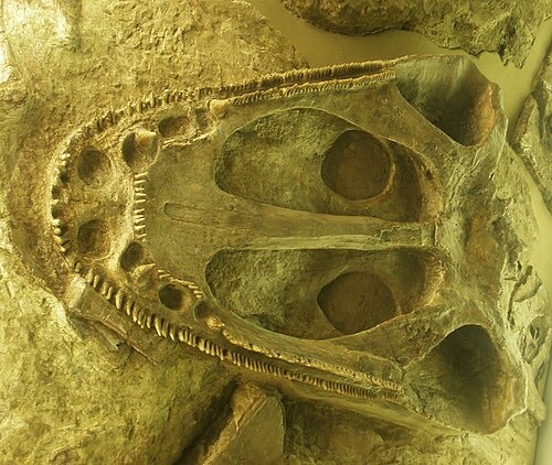 Часть челюсти гептазавра.