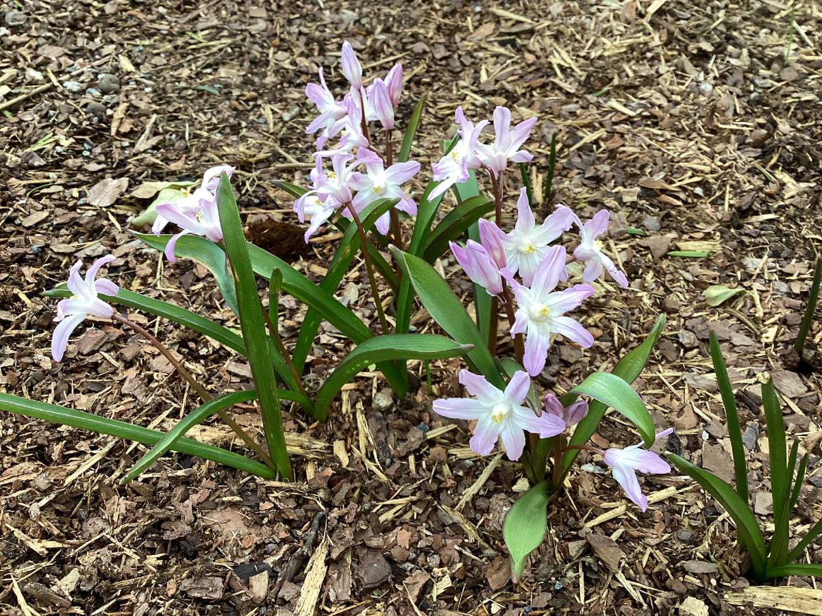 Хионодокса (Chionodoxa) розовая