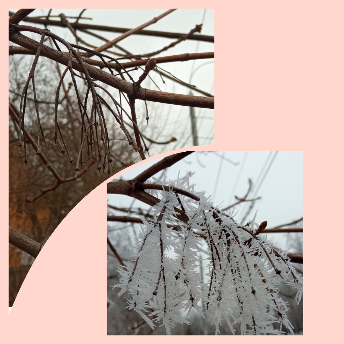 Ясень. Зимний и нынешний. 