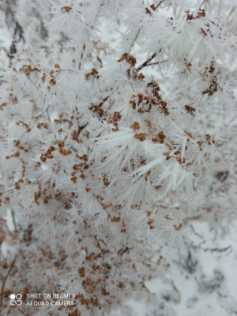 Полынь в инее. Фото автора. 