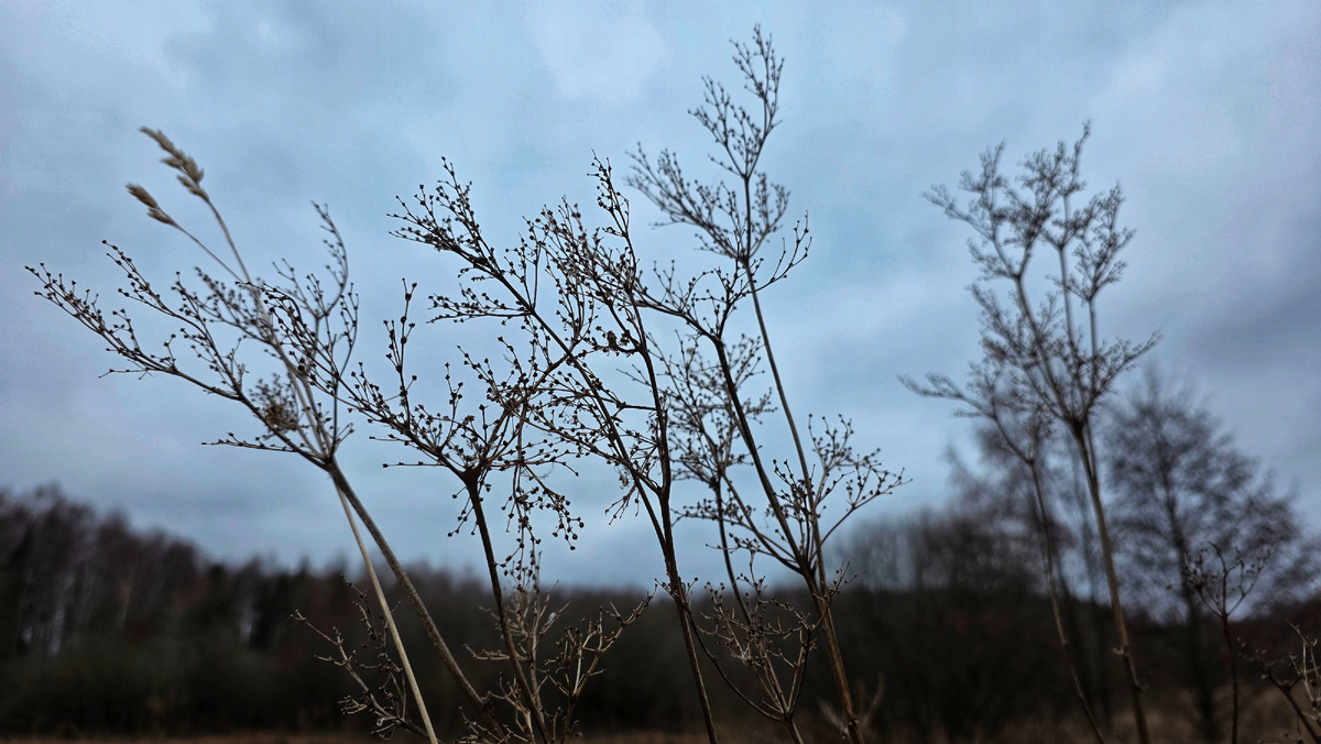 Сухостой таволги вязолистной