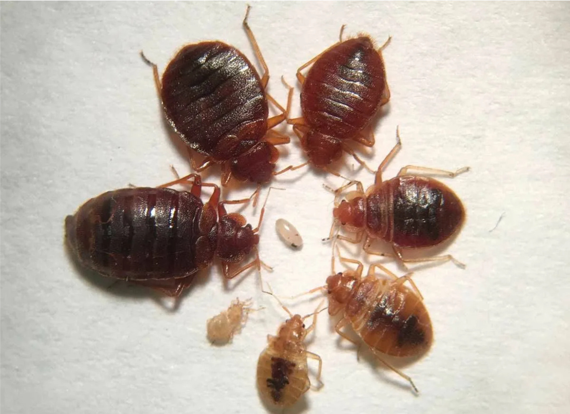 Яндекс картинки