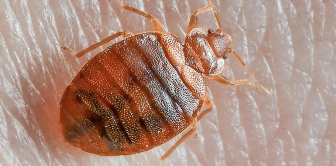 Яндекс картинки