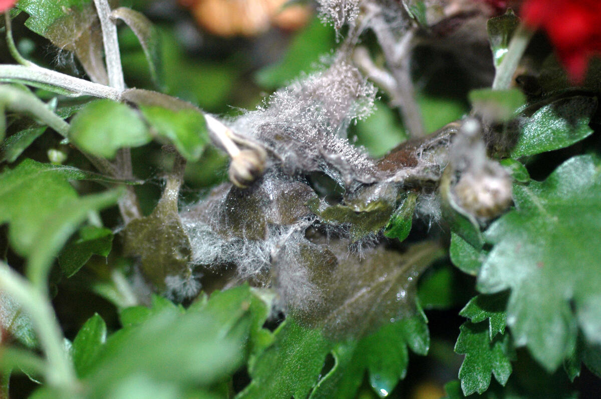 фото из интернета https://florino.net/wp-content/uploads/2018/10/seraya-gnil-7.jpg