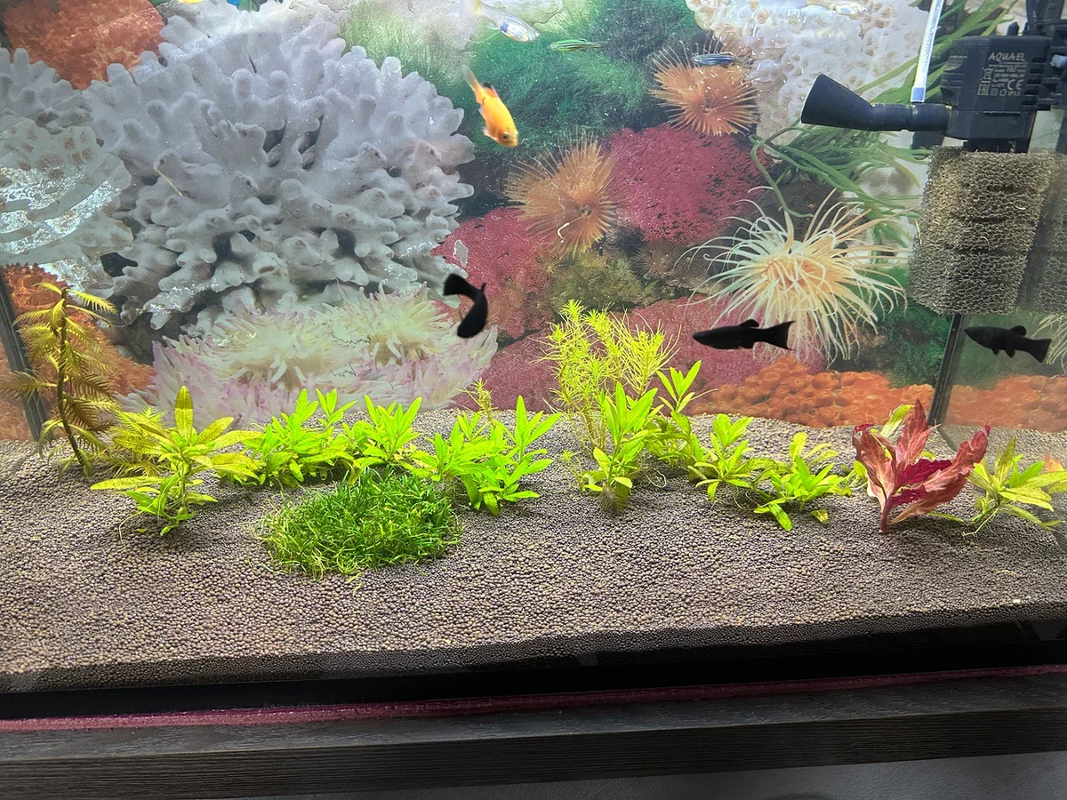 Добавились новые растения