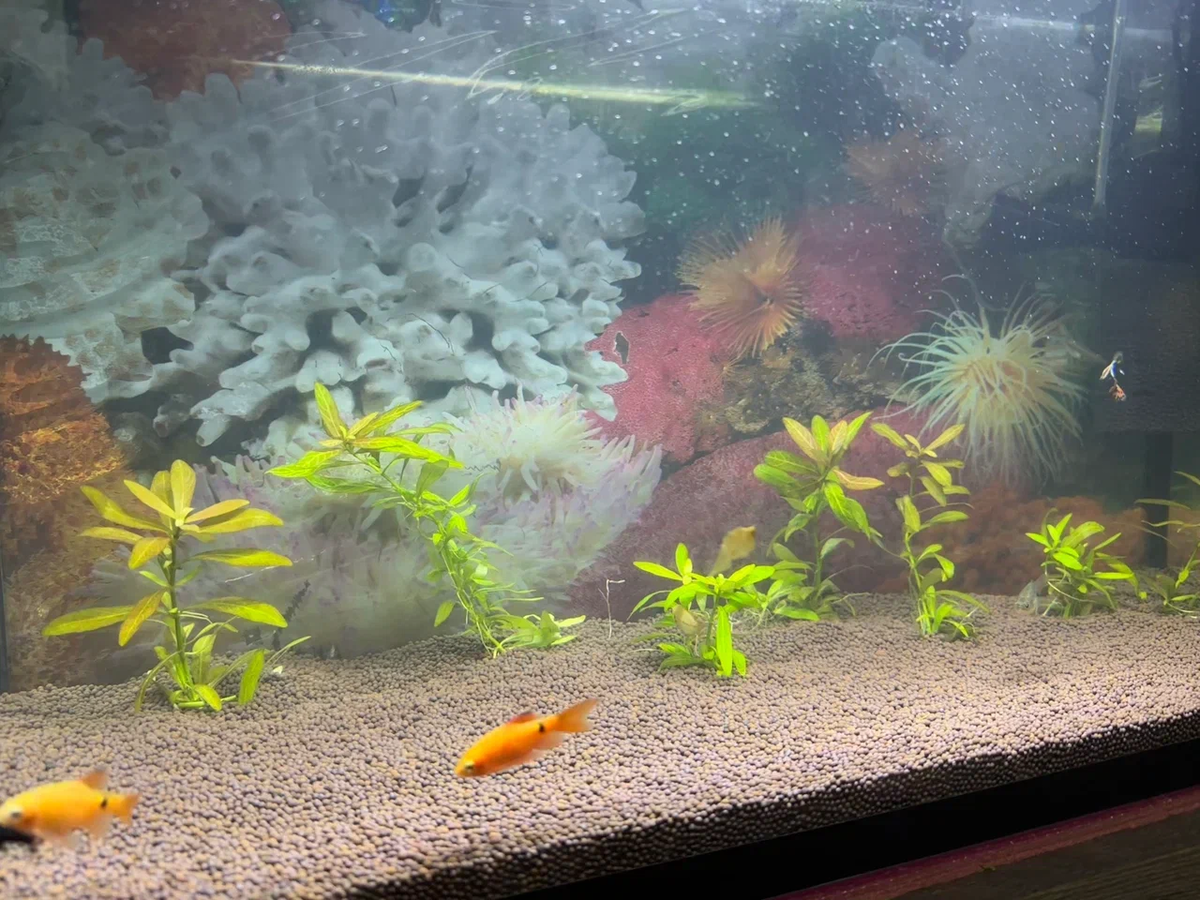 Аквариум на начальной стадии запуска