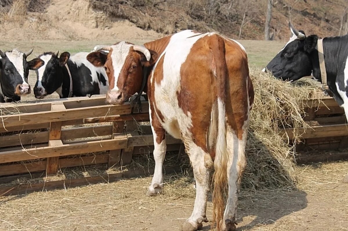    О приметах в Венедиктов день рассказали жителям Новосибирска