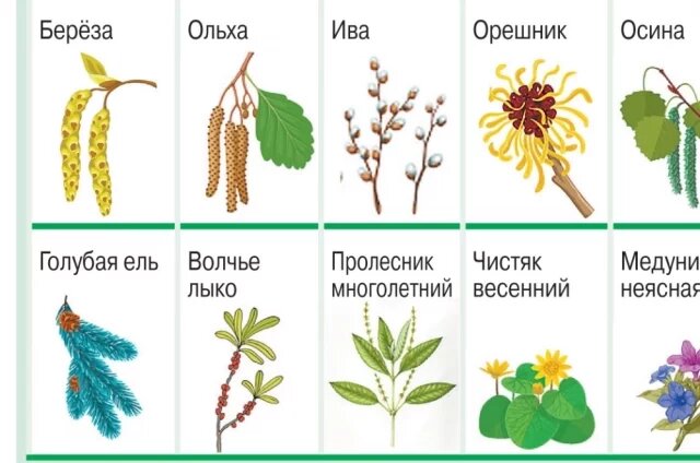    Цветение началось: памятка для аллергика. Инфографика