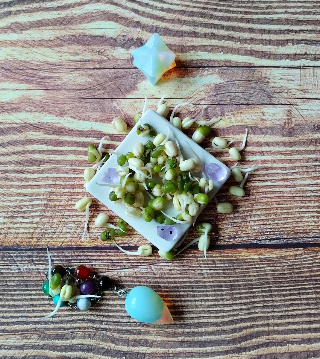 Проростки бобов маш.