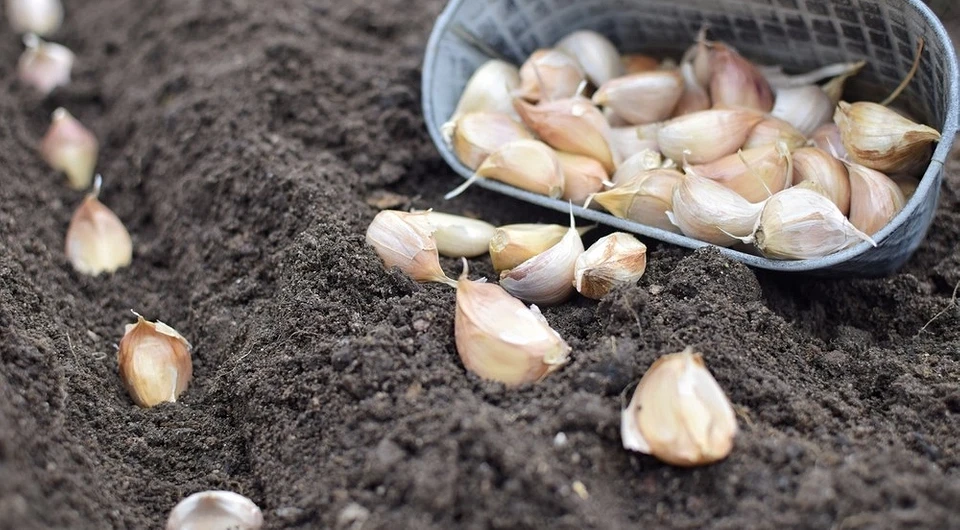 ShutterStock/Fotodom.ru