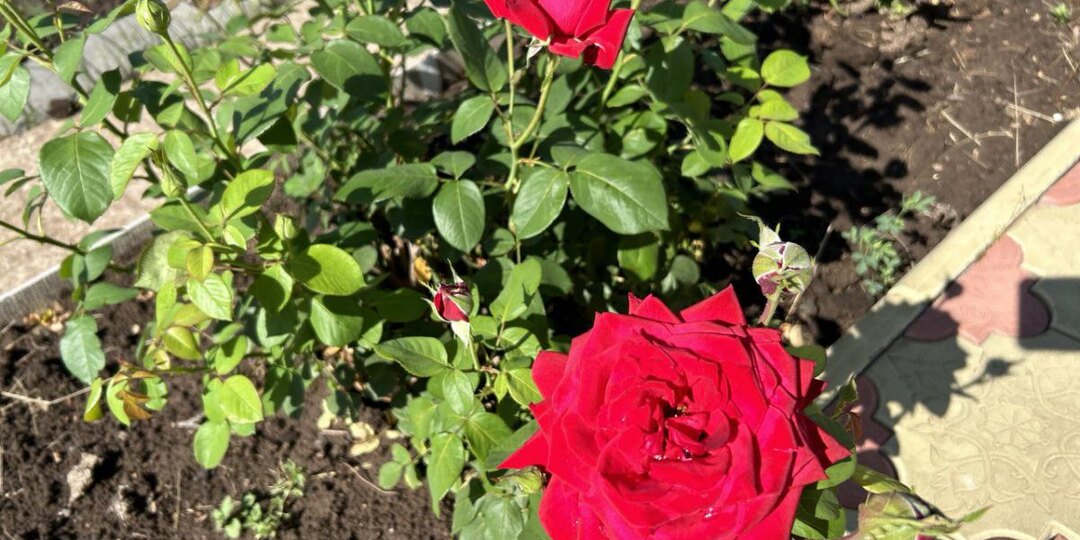 Тля исчезнет за 4 часа — секрет прячется в придорожной траве