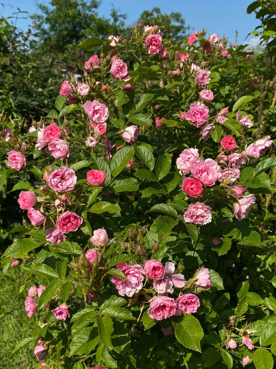 Пинк Гротендорс никогда не была обрезана "Под пень".  Огромный куст, шикарное цветение. 