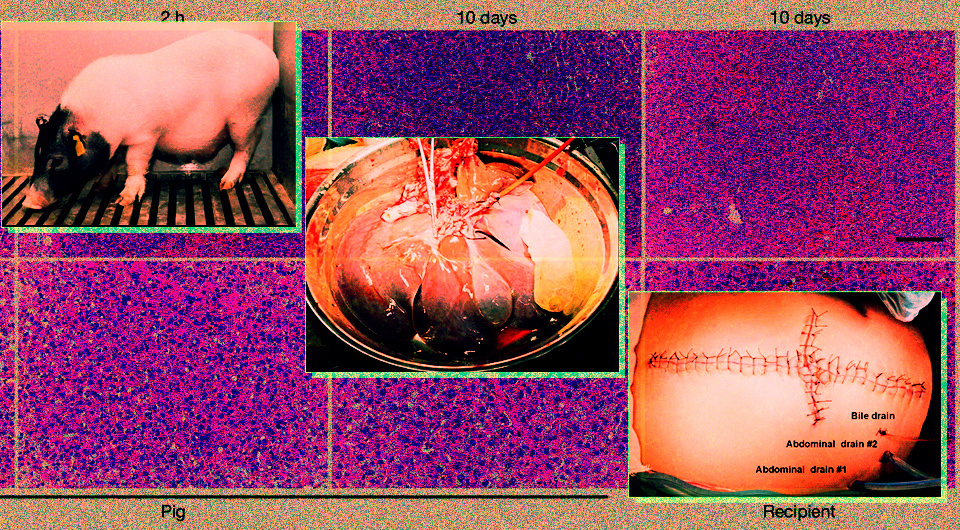   N + 1; Kai-Shan Tao et al. / Nature, 2025