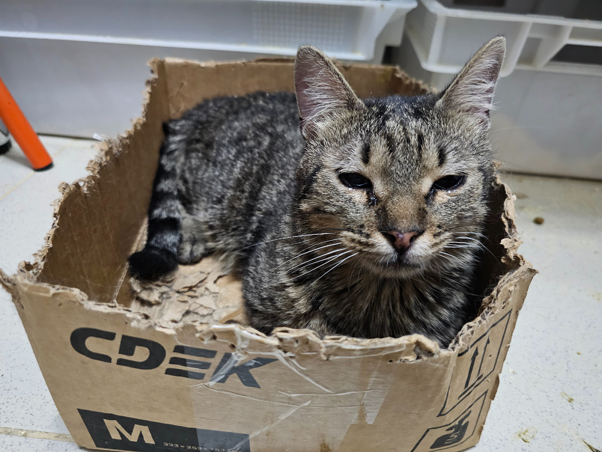 Фото автора. Мо после того как упал со шкафа.