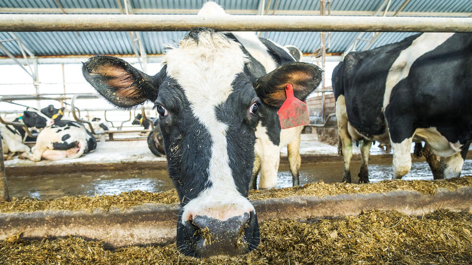 Фото: Олег Харсеев / Коммерсантъ