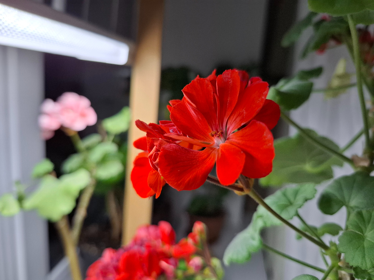 Герани цветут 