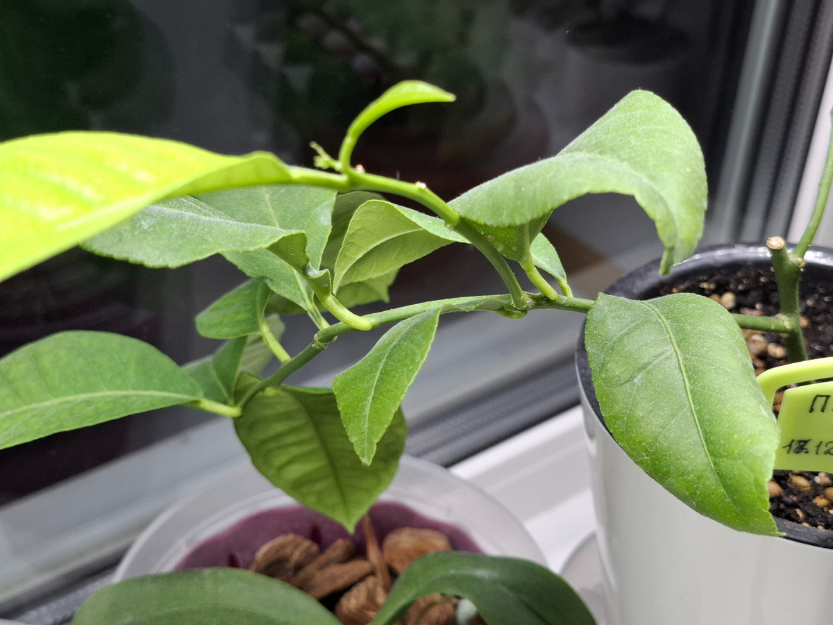 Лимон дал новые листья