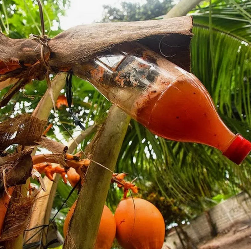 пальмы, которым отрезают вот так макушки, называют винными