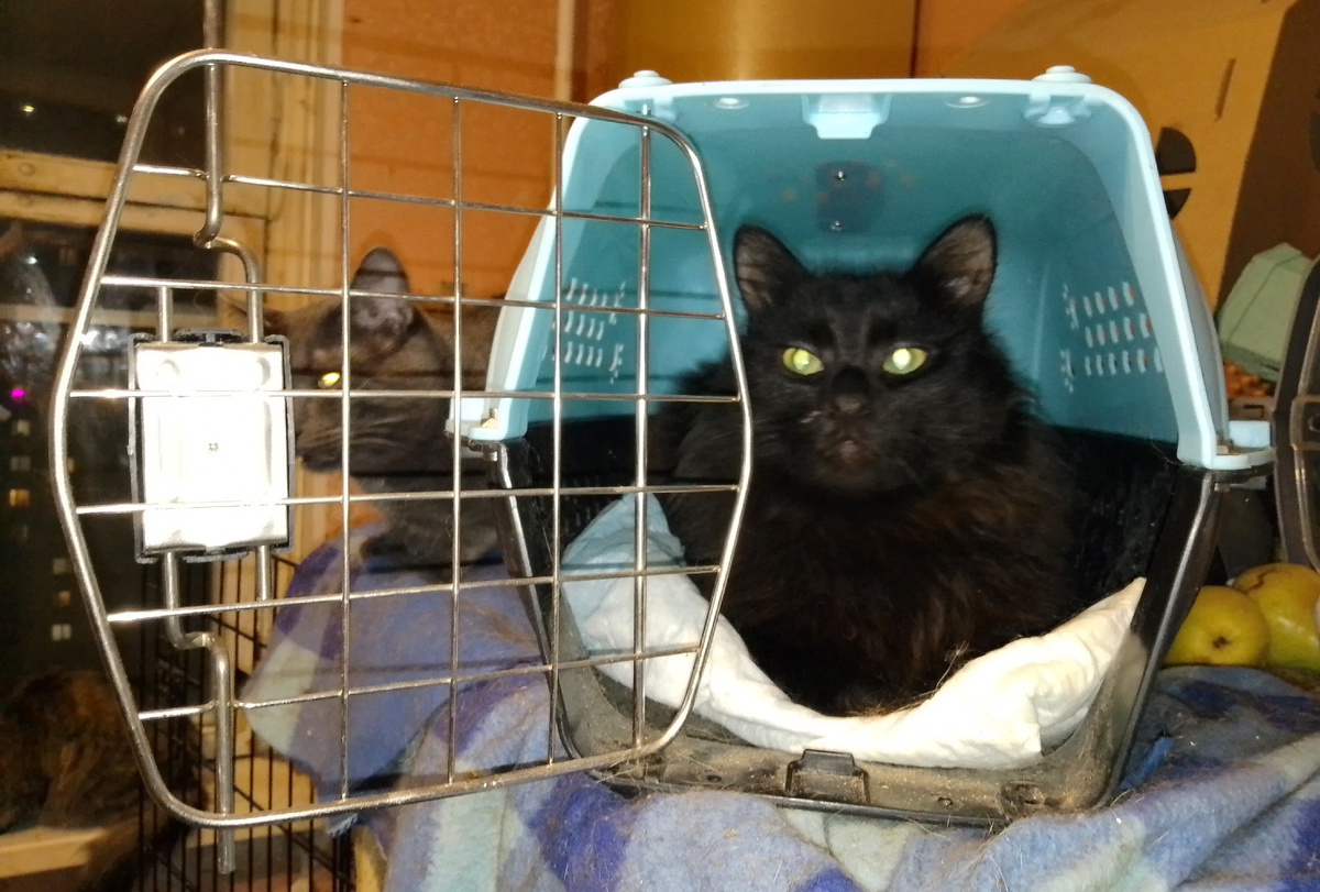 Кузя демонстрирует правильную переноску