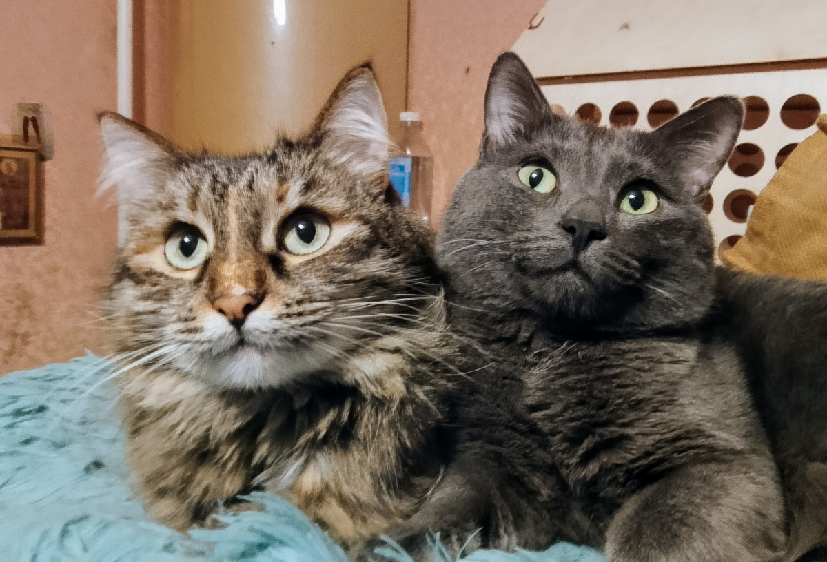 Лиза и Силя