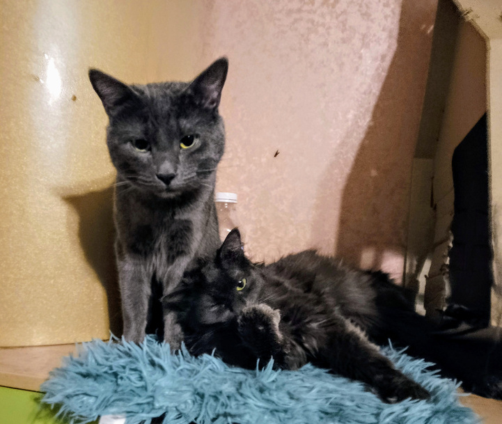 Силя и Варя