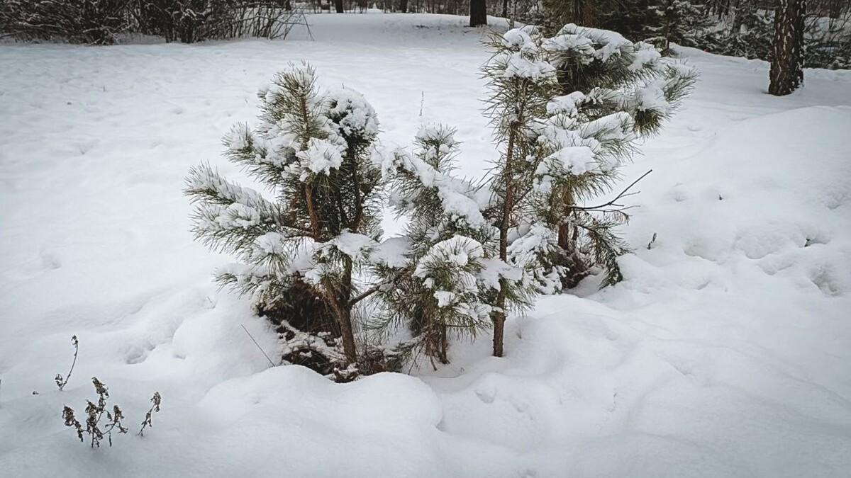     Источник: 1MI