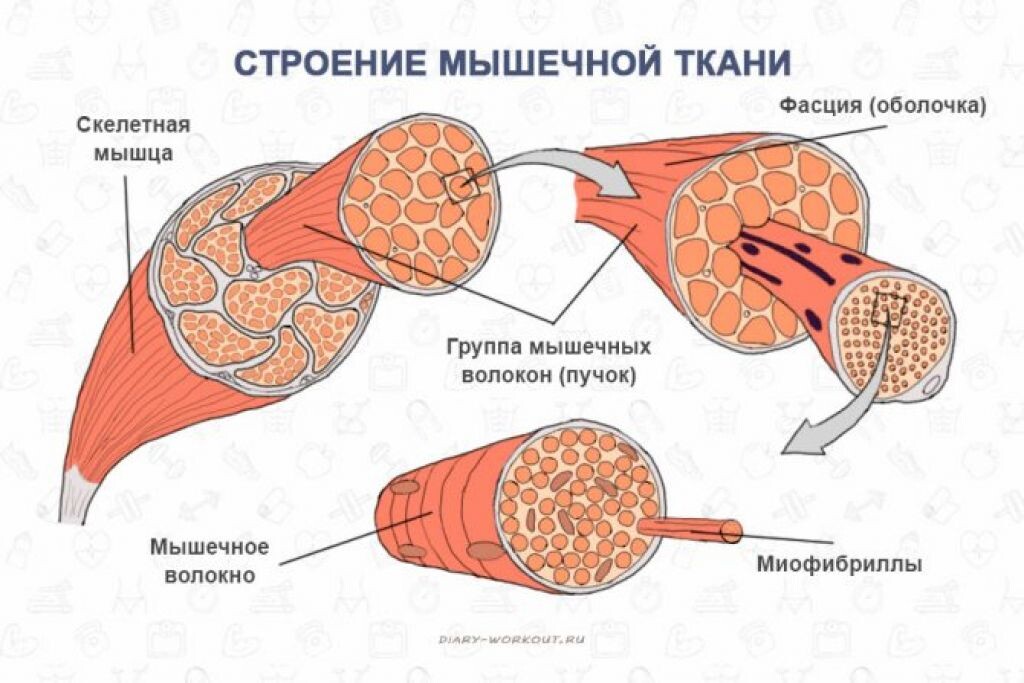Строение мышцы. Внизу, по середине показано мышечное волокно, оно же мышечная клетка или миоцит. 