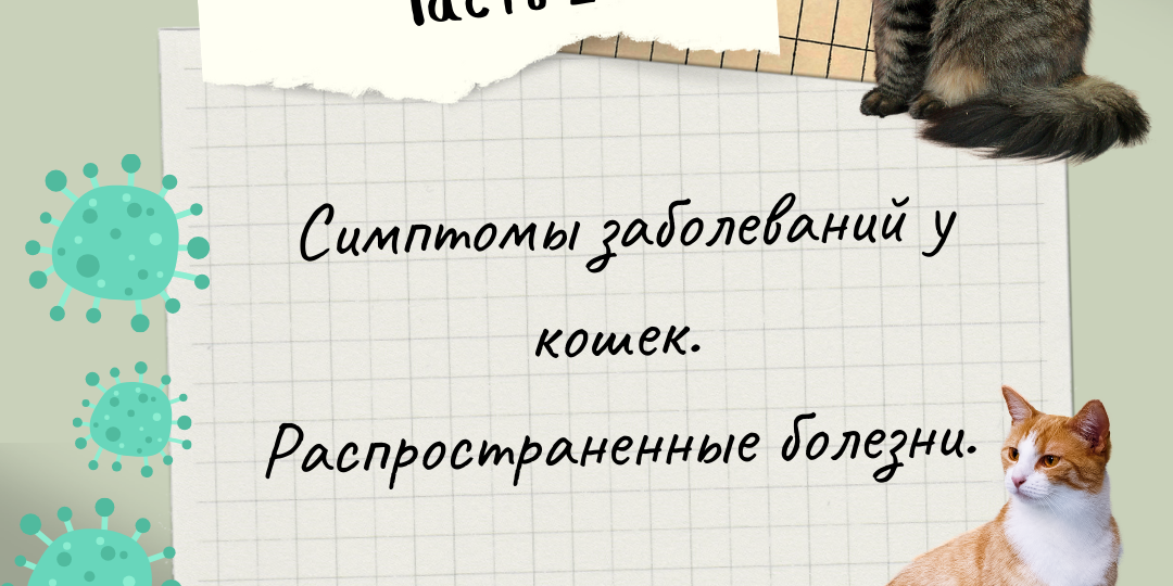 Симптомы заболеваний у кошек. Часть 2. Распространенные болезни.
