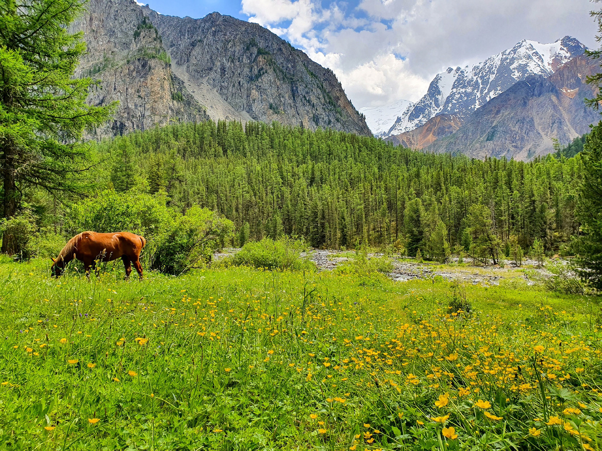 Алтай в июне