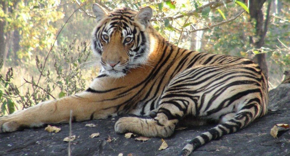    Narendra Modi / www.globallookpress.com