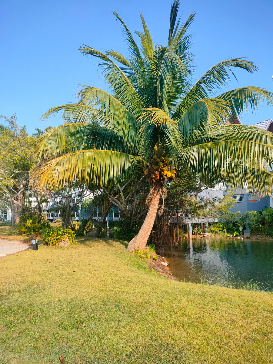 Фото автора. Территория отеля. 