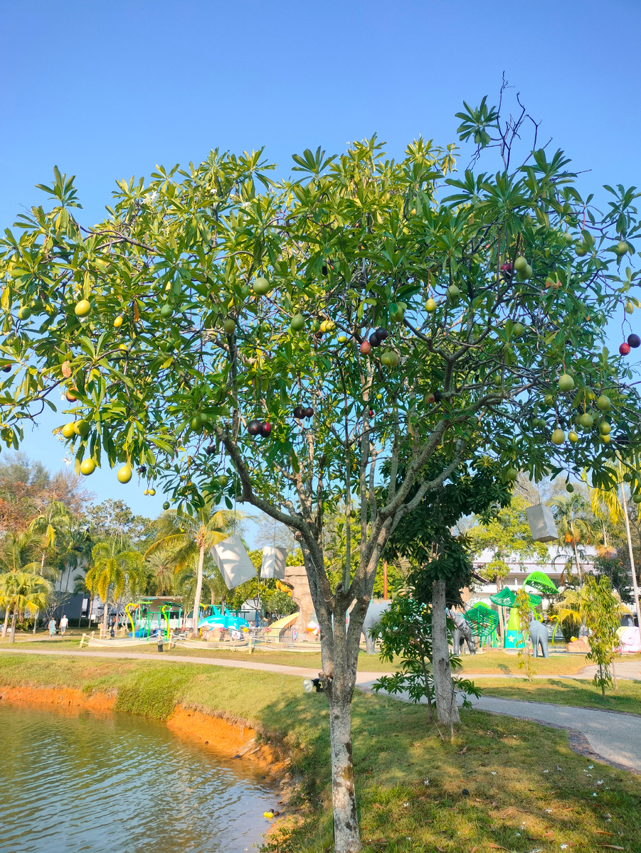 Фото автора Дерево с плодами