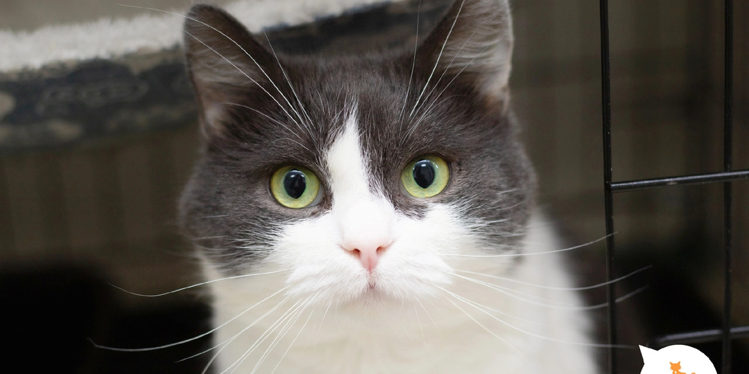 Ее величество Кошка — это любовь навеки