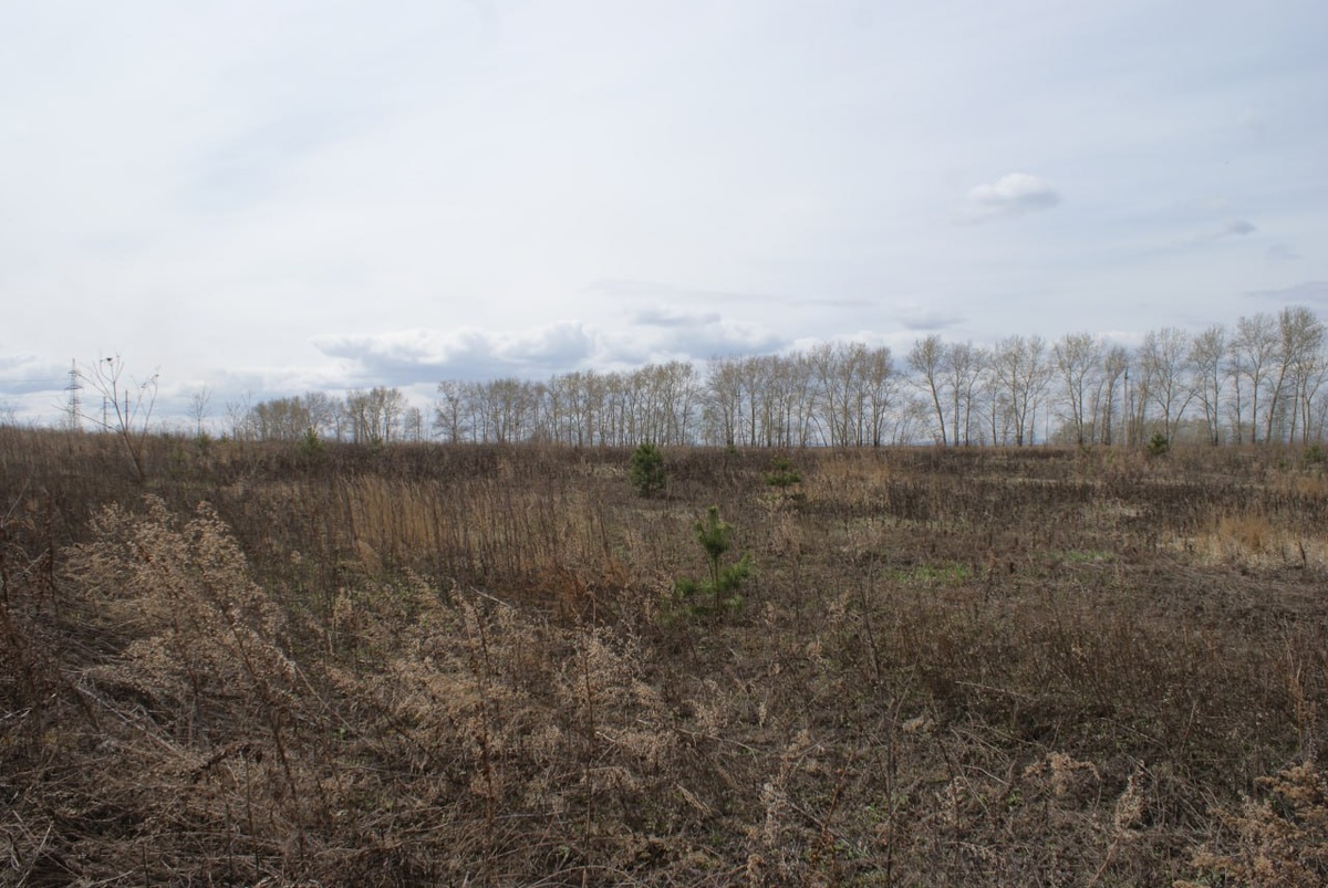     В Емельяновском районе нашли почти 23 га заросших сельхозземель