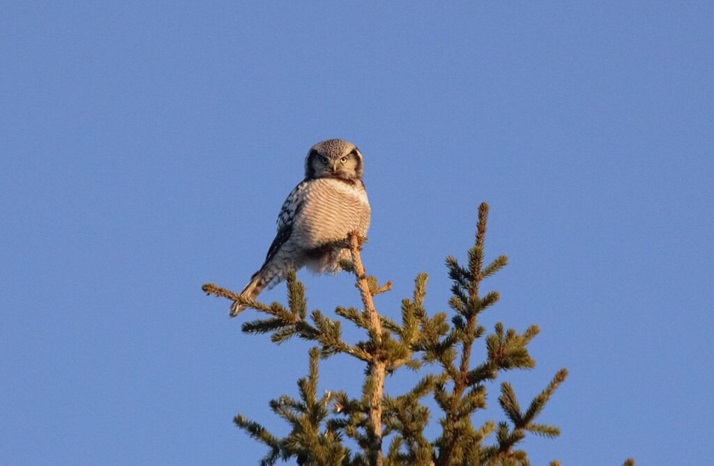    Фото: Галина Матвеева Ульяна Бажанова