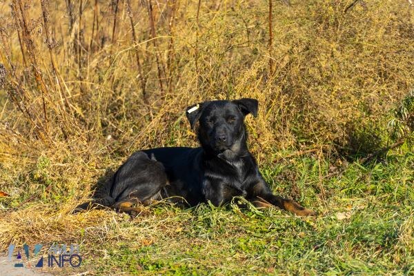    Фото: Амур.инфо