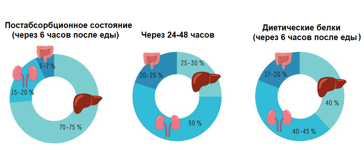 Распределение эндогенной продукции глюкозы в зависимости от статуса питания. . Слева направо : в постабсорбционный период печень является основным продуцентом глюкозы. Однако во время голодания его участие снижается в пользу увеличения выработки глюкозы почками и кишечником. При употреблении диеты, богатой белком, участие почек и кишечника аналогично тому, которое наблюдается во время голодания[1].
