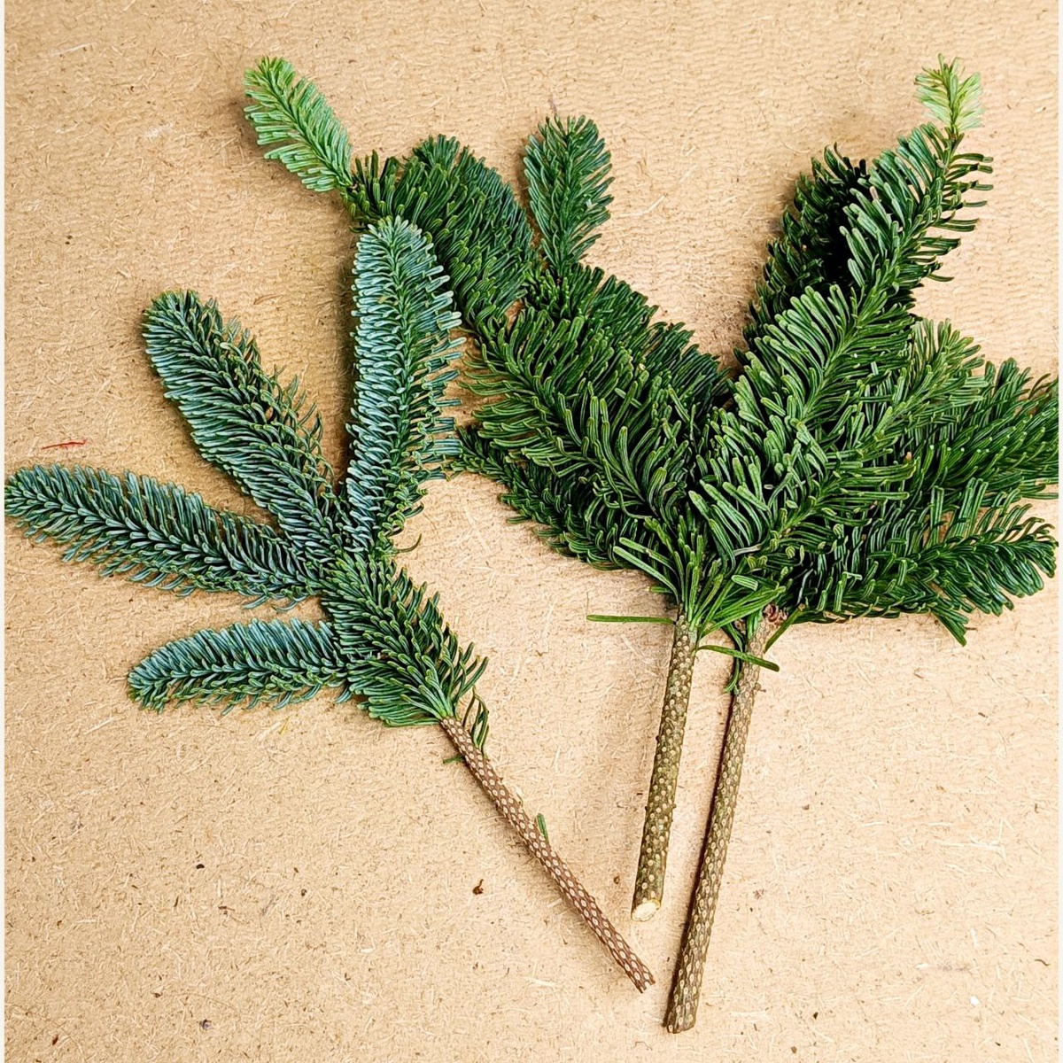 У меня были ветки около 15-20 сантиметров.