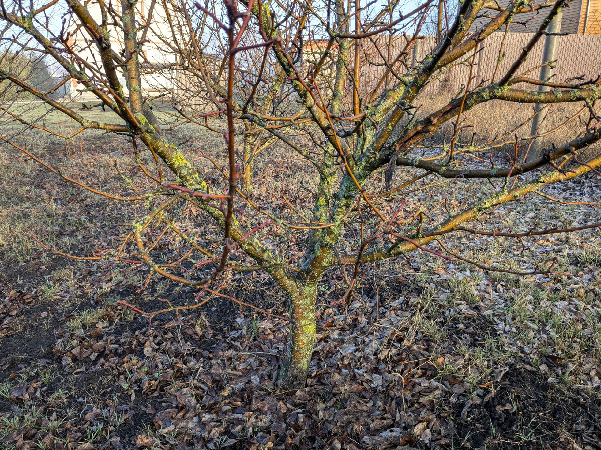 Весь плодовый сад порос мхами