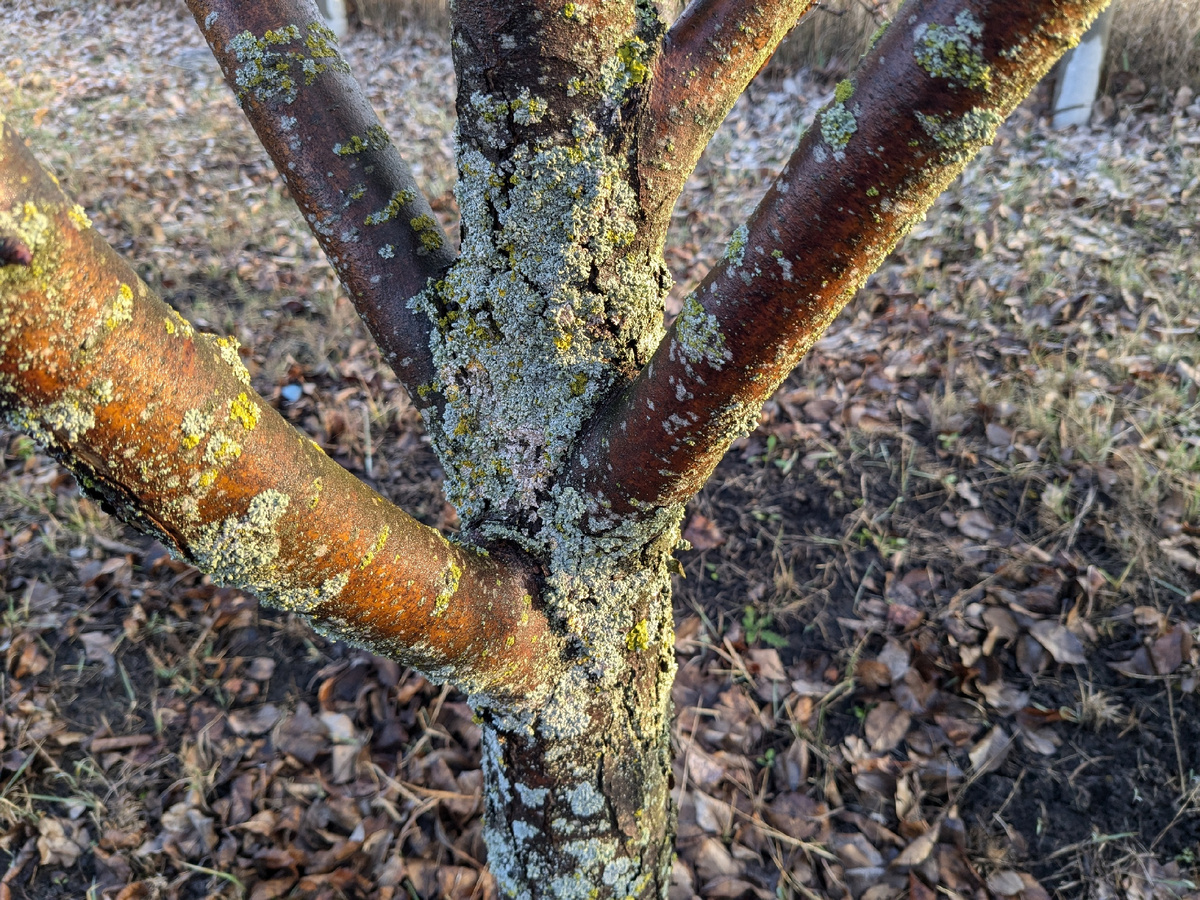 Каждый ствол покрыт, и все патогены - разные