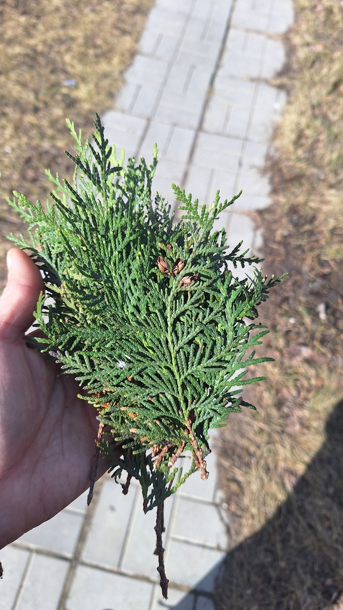 Фото автора. 