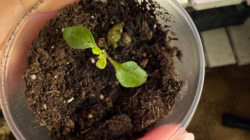 Увидела сколько стоит в магазинах и решила посадить это ради эксперимента — вот что получилось через 30 дней