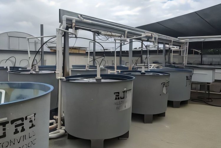    Аквакультура морских водорослей становится интересным направлением сельского хозяйства в Австралии