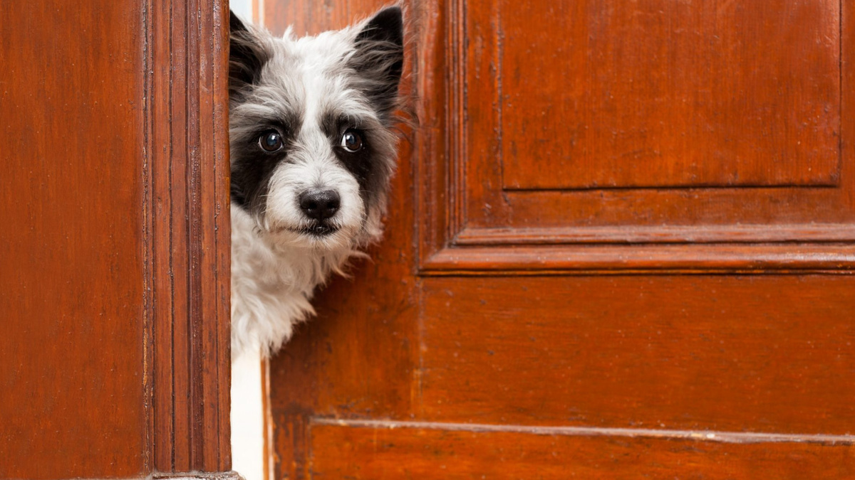 Всегда расставляйте точки над i, четко обозначая своё отношение к тому, что делает собака. Фото damedeeso/iStock