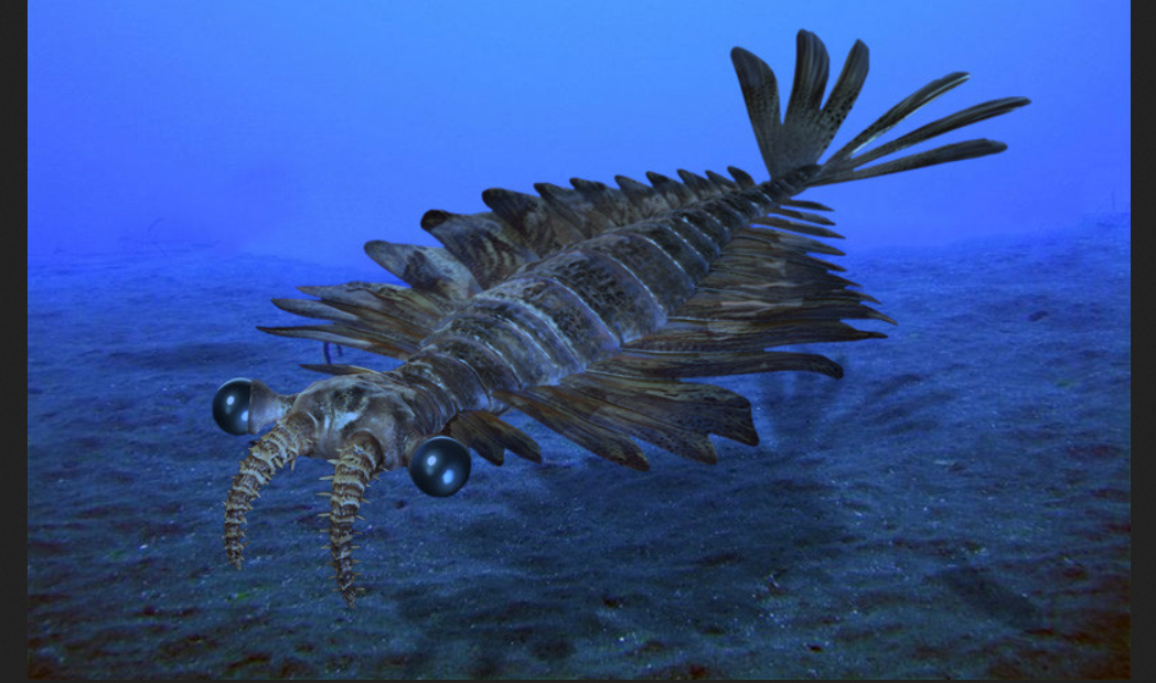 Аномалокарис. Картинка из открытого источника в Яндексе