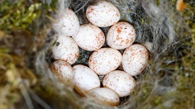    Фото: Vishnevskiy Vasily/Shutterstock/Fotodom