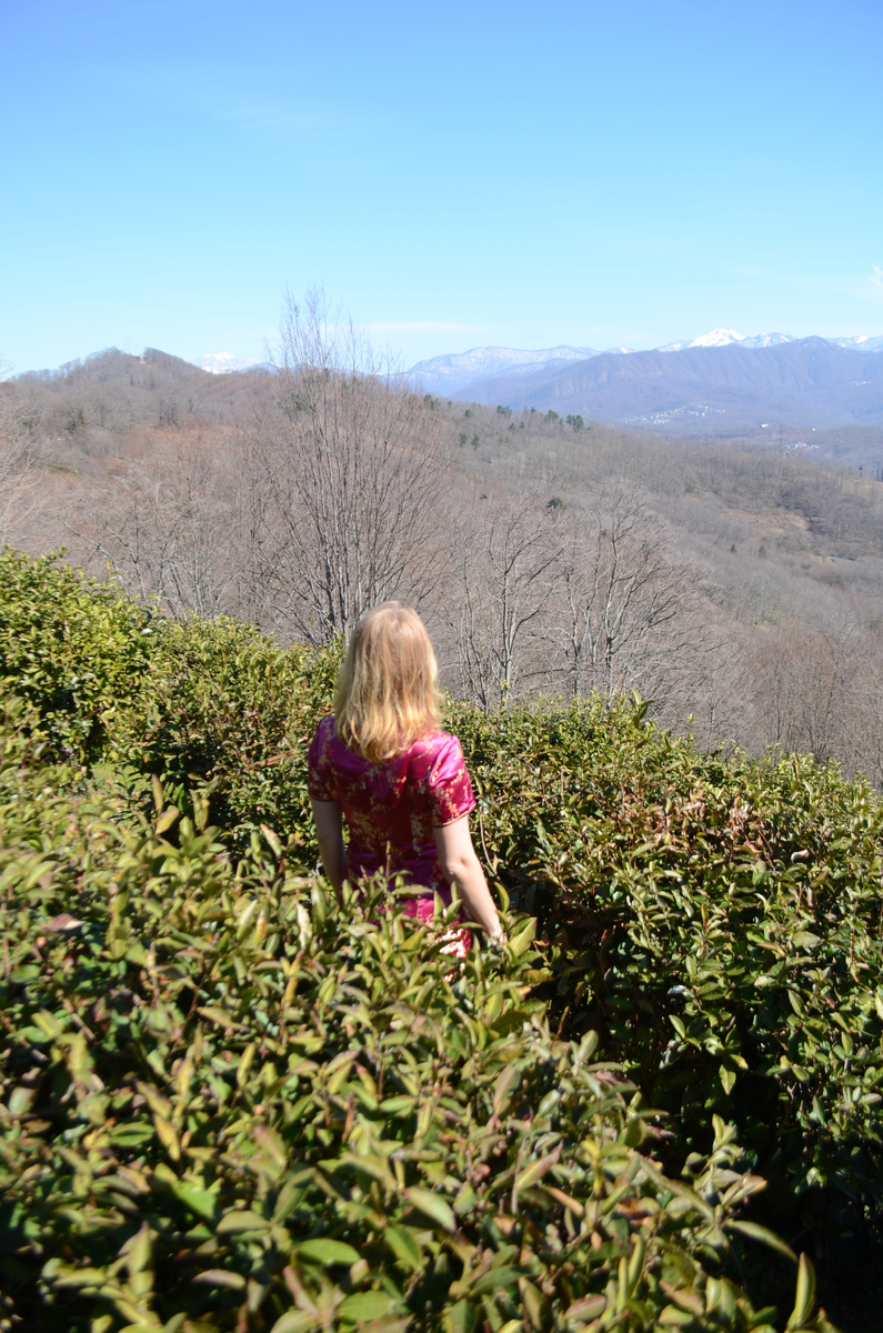 Фото автора. Чайные плантации.